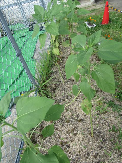 IMG_0001.JPG