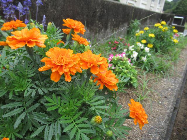 IMG_0003.JPG