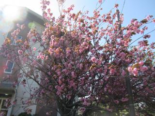 IMG_0003.JPG