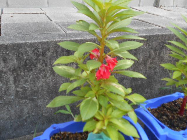 DSCN0294.JPG