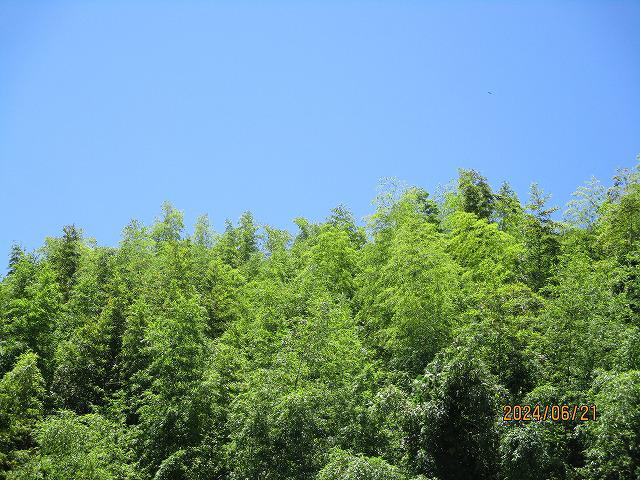 IMG_7202.jpg