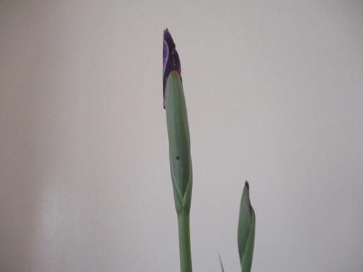 IMG_8285.JPG