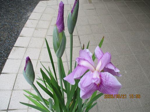 IMG_9147.JPG
