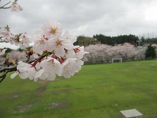 IMG_4955.jpg