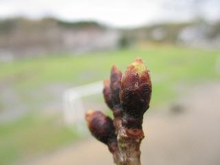 IMG_0586.jpg