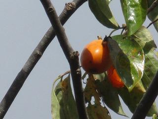 IMG_4696.jpg