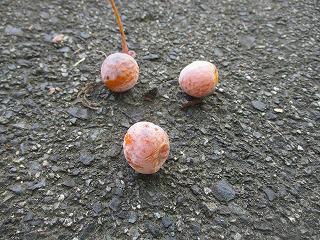 IMG_4698.jpg