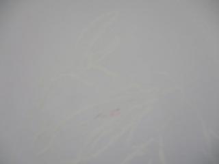 IMG_5916.jpg