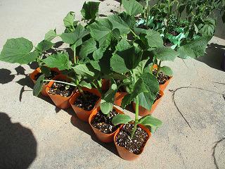 IMG_6137.jpg