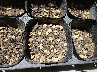 IMG_6175.jpg