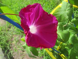 IMG_9831.jpg