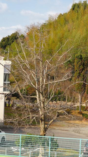 DSC02976.jpg