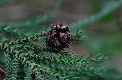 DSC_0104.jpg