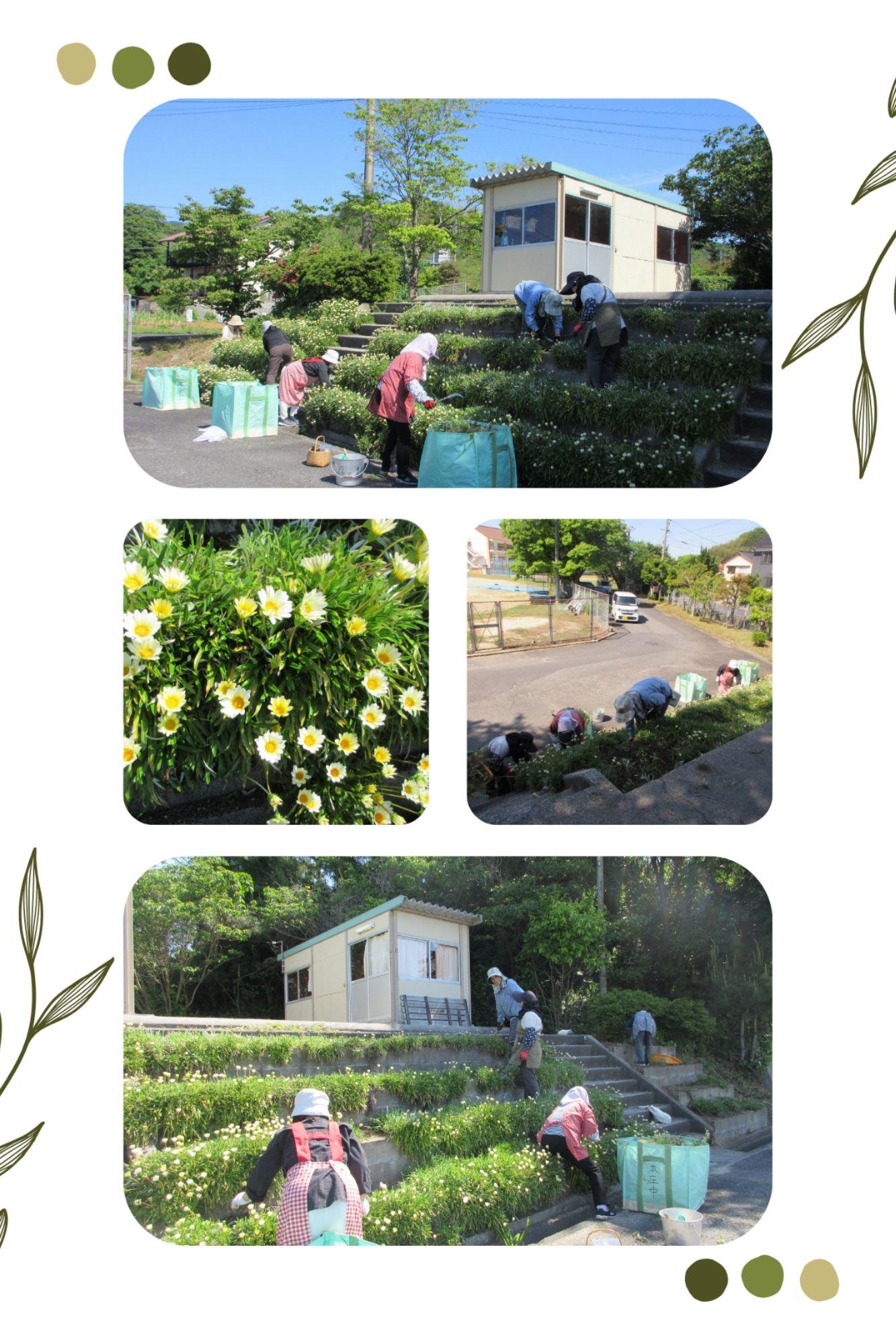 0511ガザニア花壇の草取り.jpg