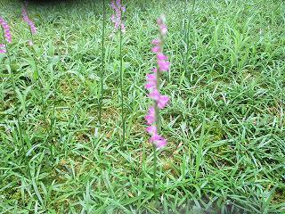 IMG_5417.jpg