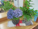 s-IMG_2096.jpg