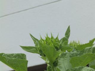 P7190051.JPG