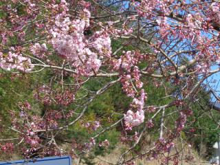 DSC00617.JPG