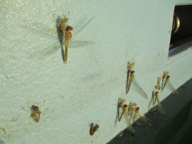 IMG_2195.JPG