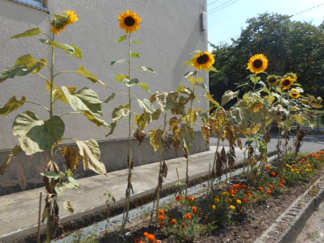 DSCN3386.JPG