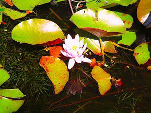 IMG_4484.JPG