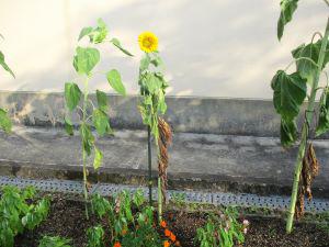 IMG_5153.JPG