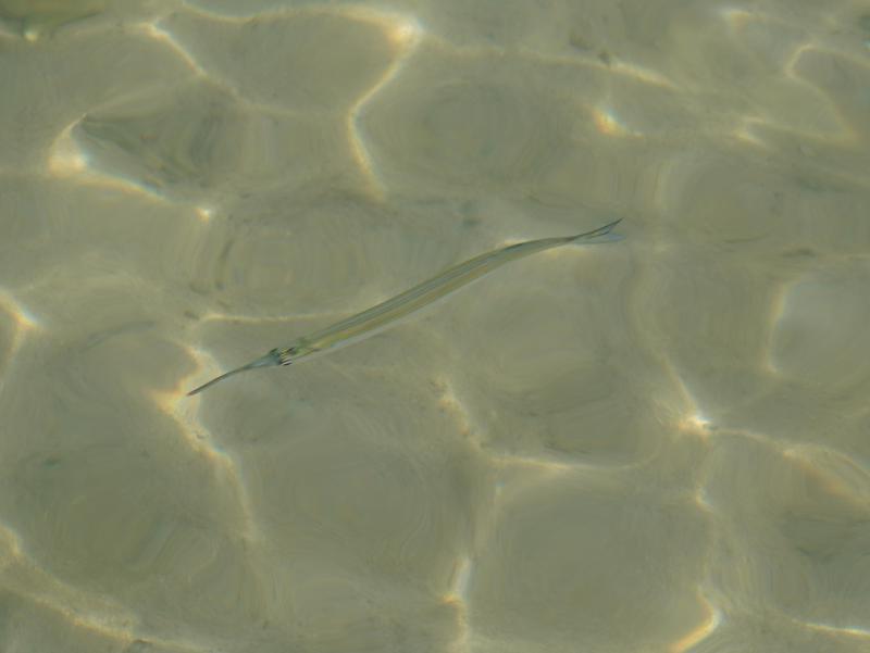 DSC08306.JPG