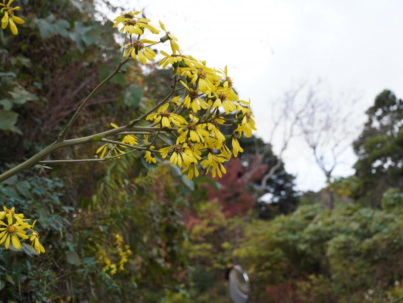DSC08534.JPG