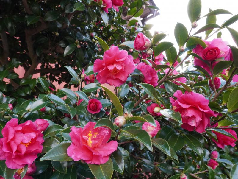 DSC08786.JPG
