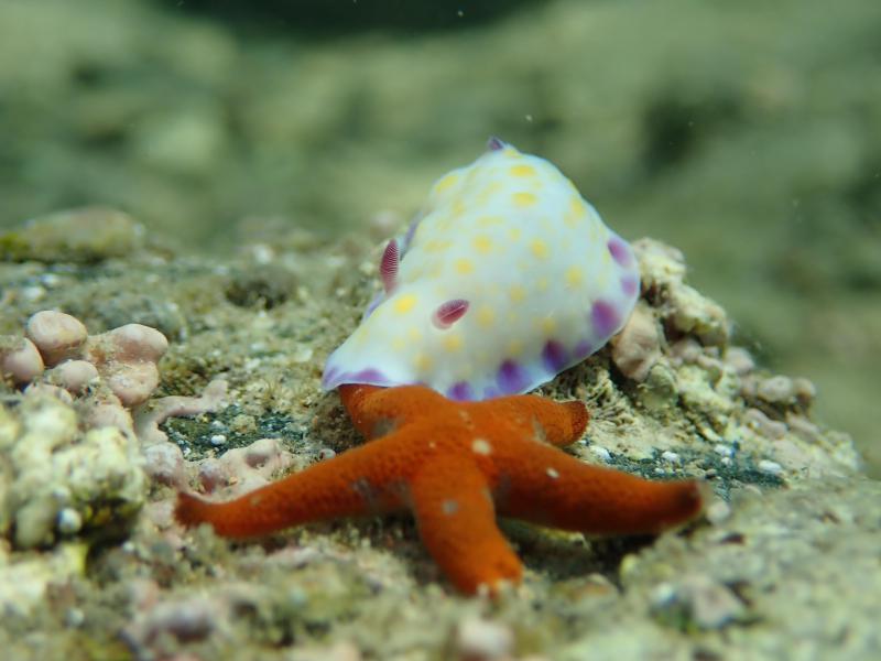 コモンウミウシとヒトデ.JPG