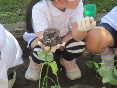 野菜の苗植え２