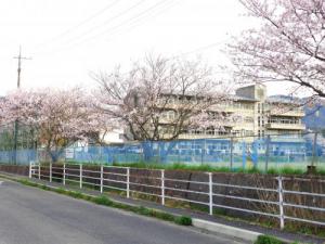 校庭の桜.JPGのサムネイル画像