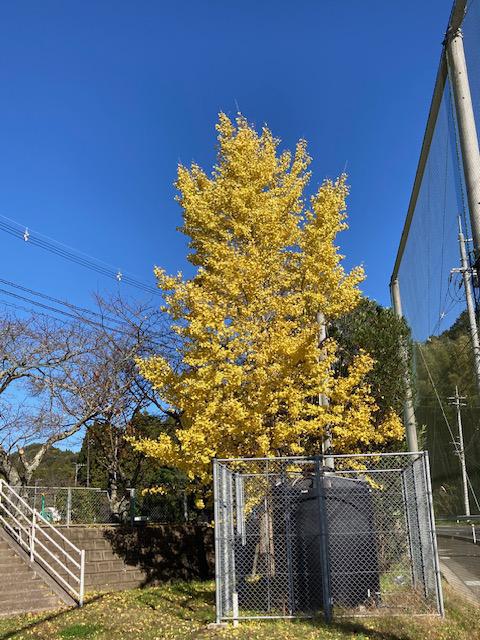 下校庭の銀杏.jpg