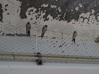P1010003.jpg