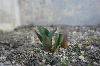 DSC04271.JPG