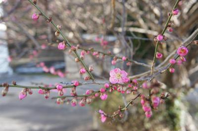 DSC04274.JPG