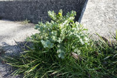 DSC04287.JPG