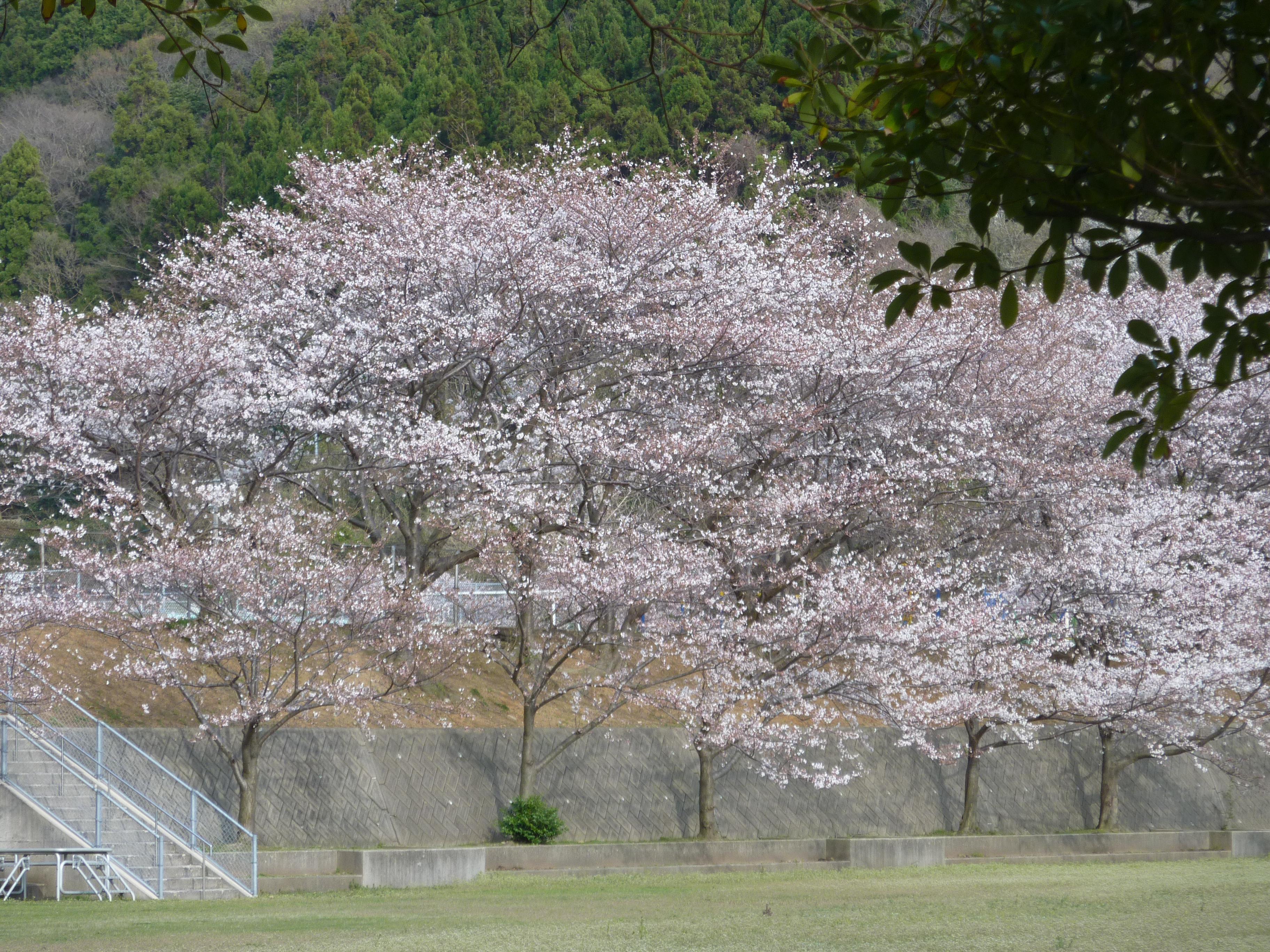 P1100464.JPG