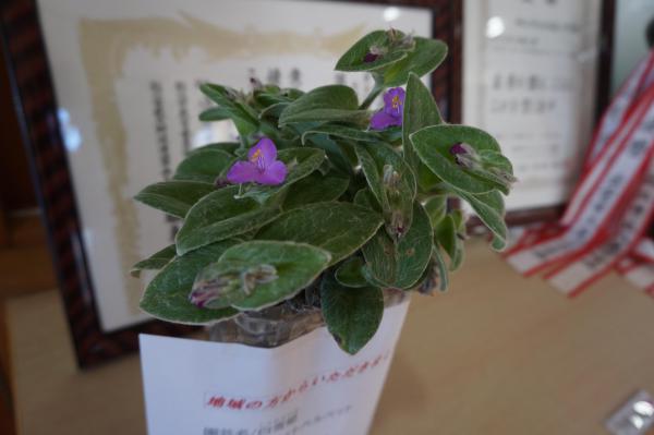 DSC07240.JPG