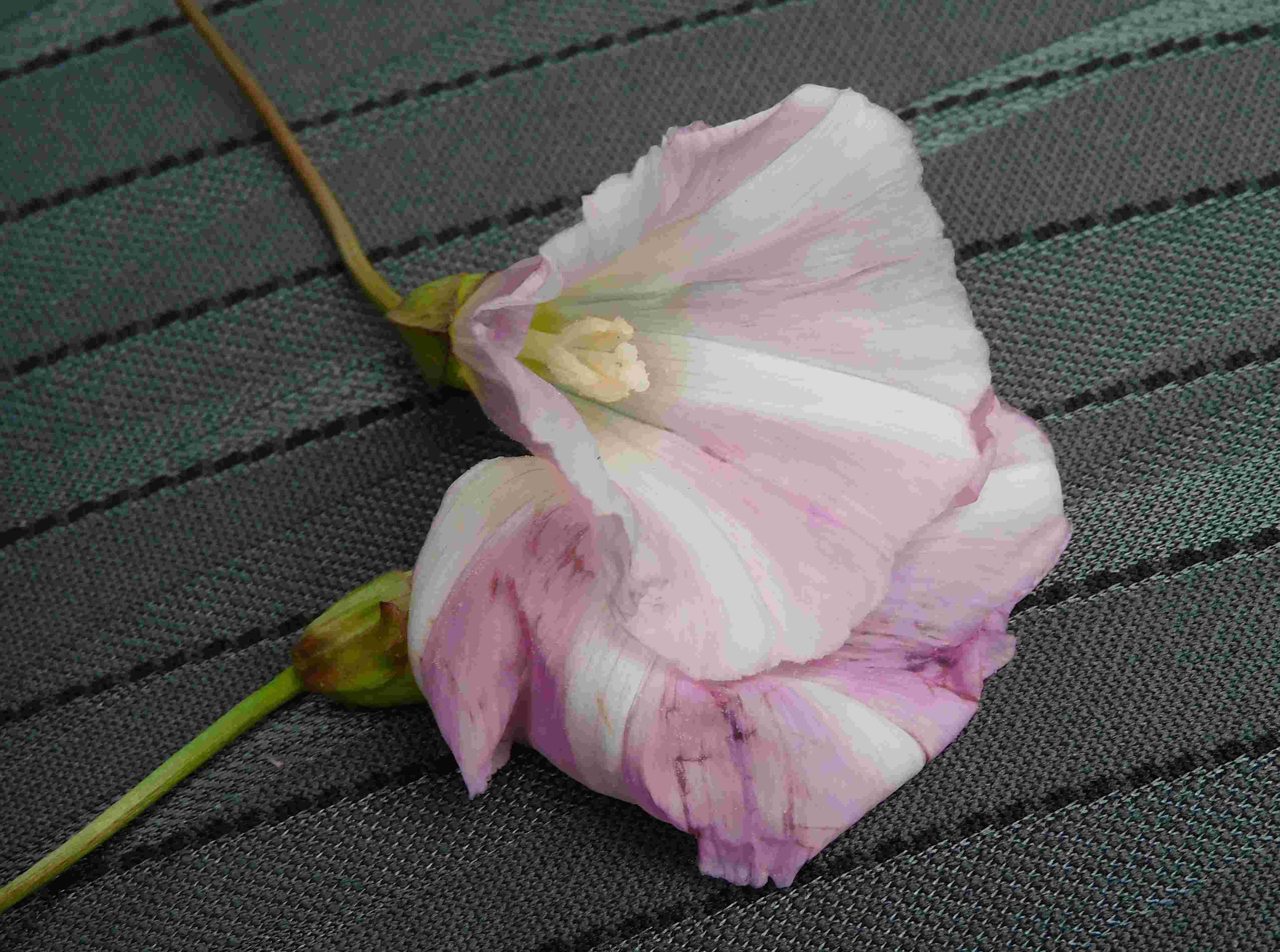 DSCN7435.JPG