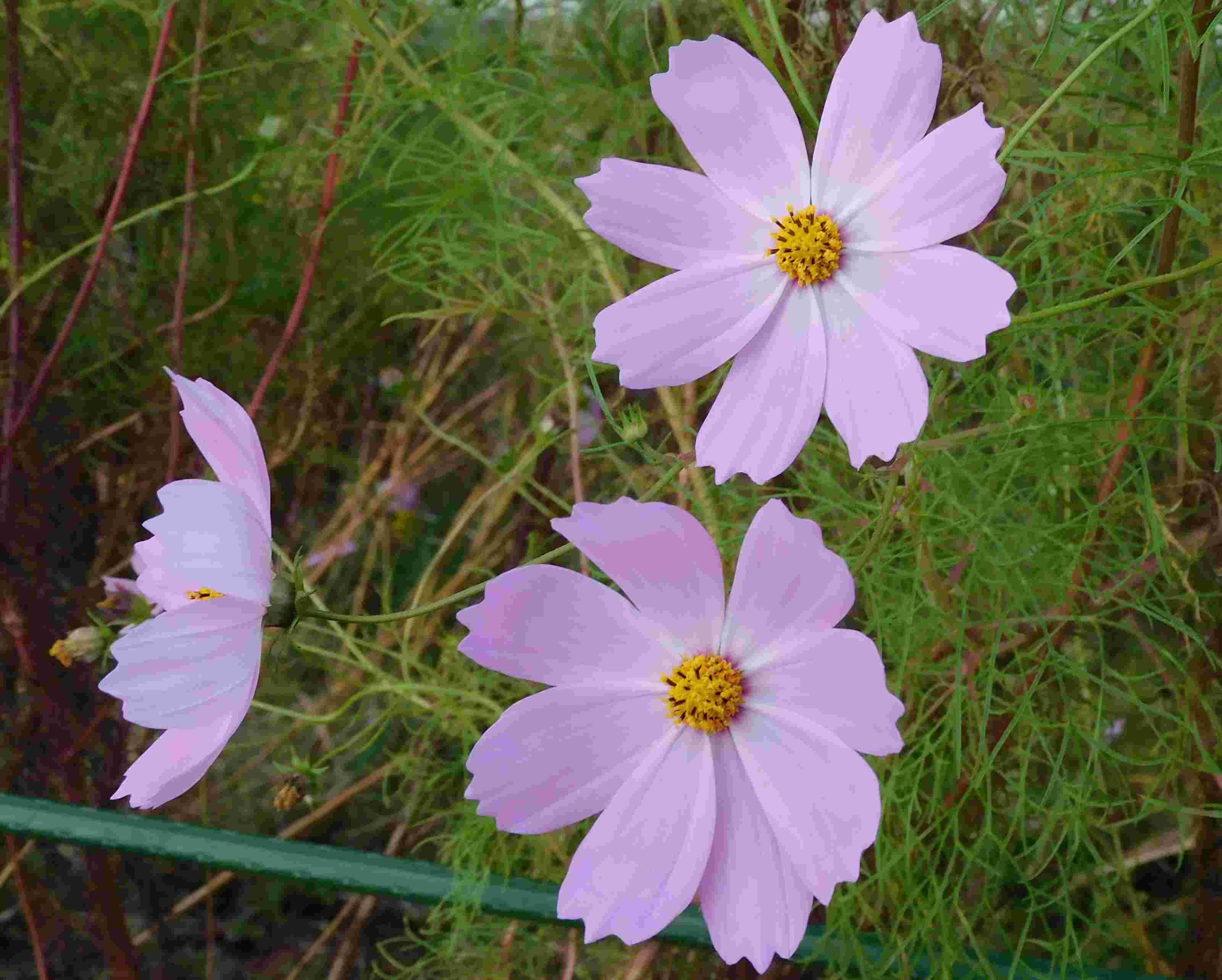 DSCN7711.JPG