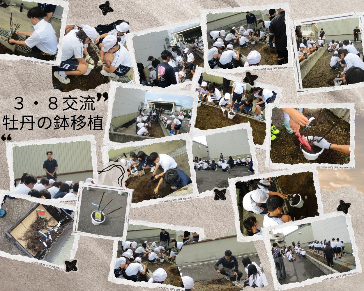 0907ボタンの鉢移植.jpg