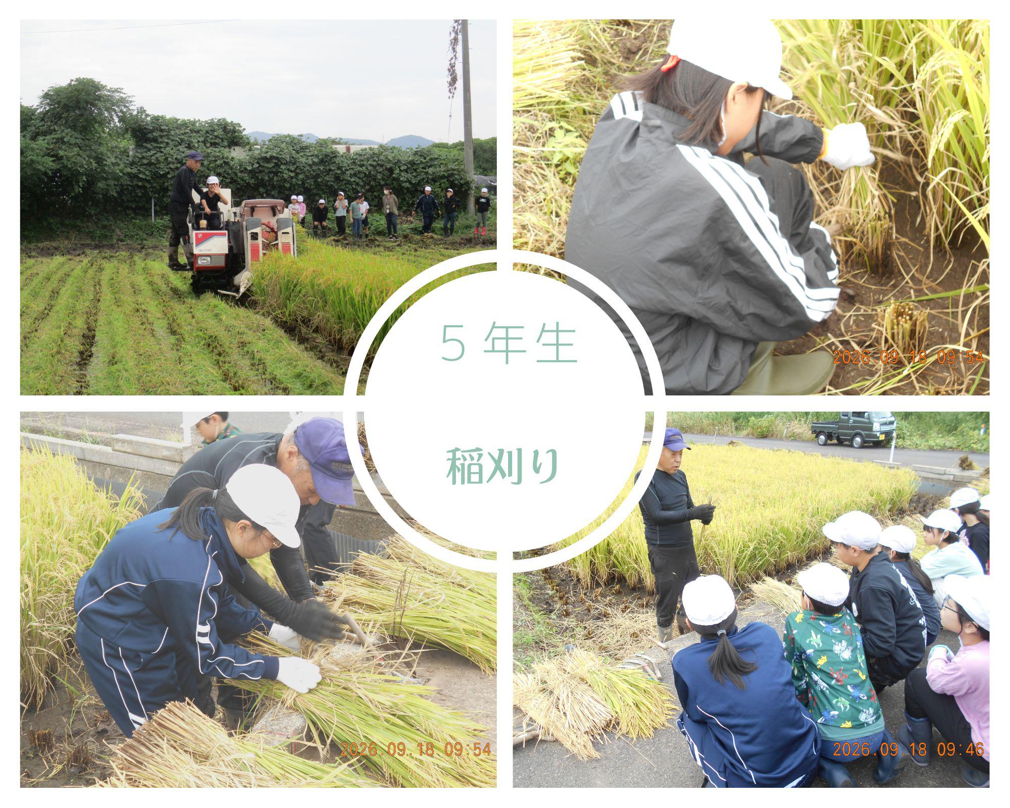 0918 稲刈り.jpg