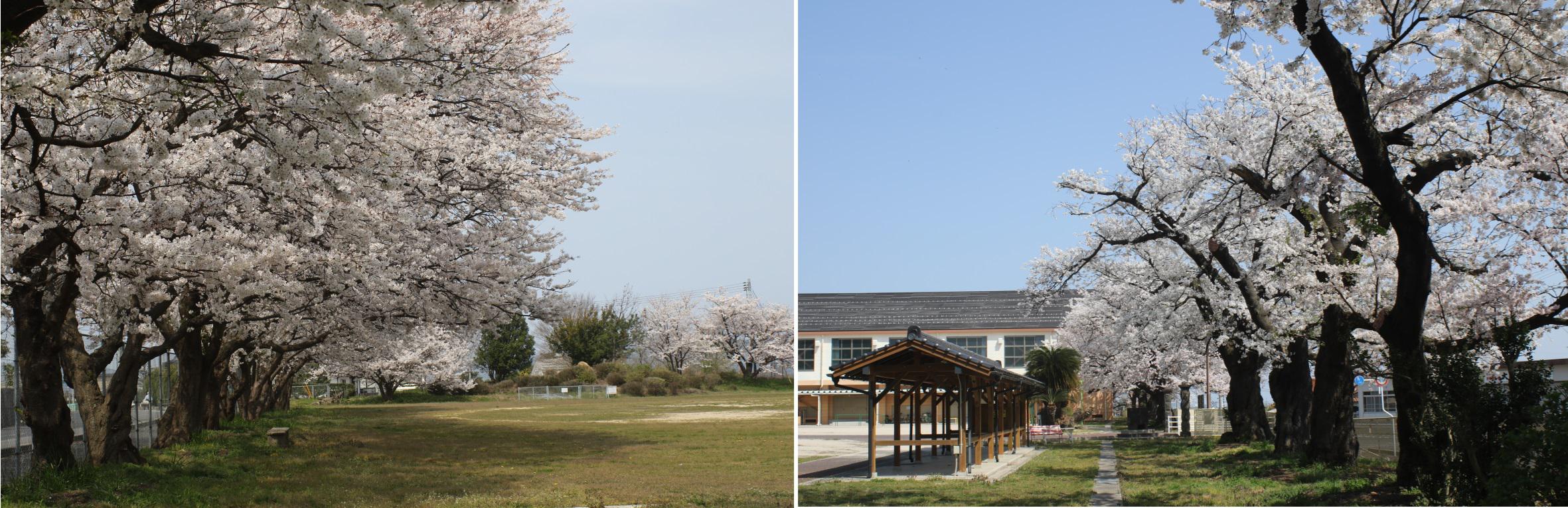 校庭と前庭の桜